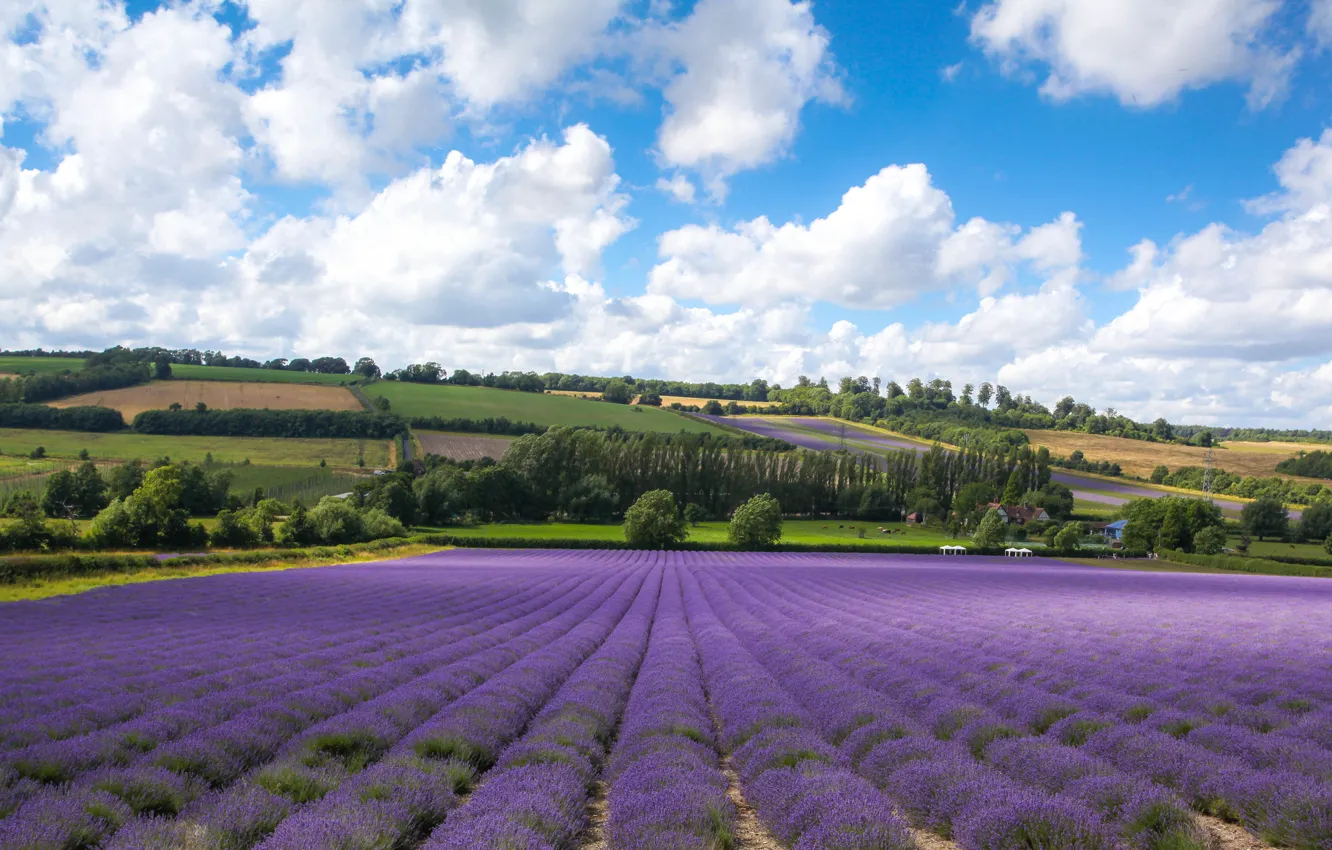 Photo wallpaper clouds, field, England, Kent, lavender, England, Kent, Castle Farm
