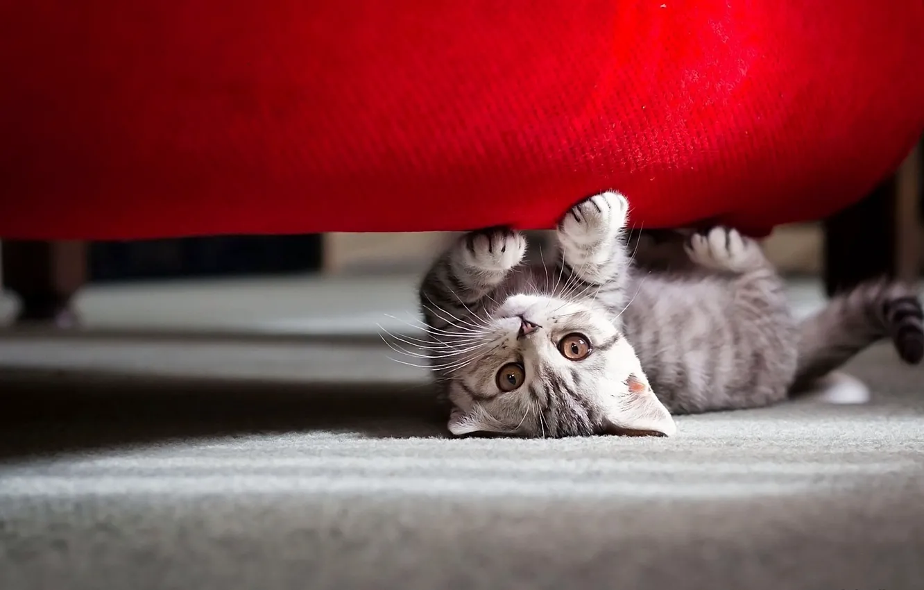 Photo wallpaper cat, Keep it