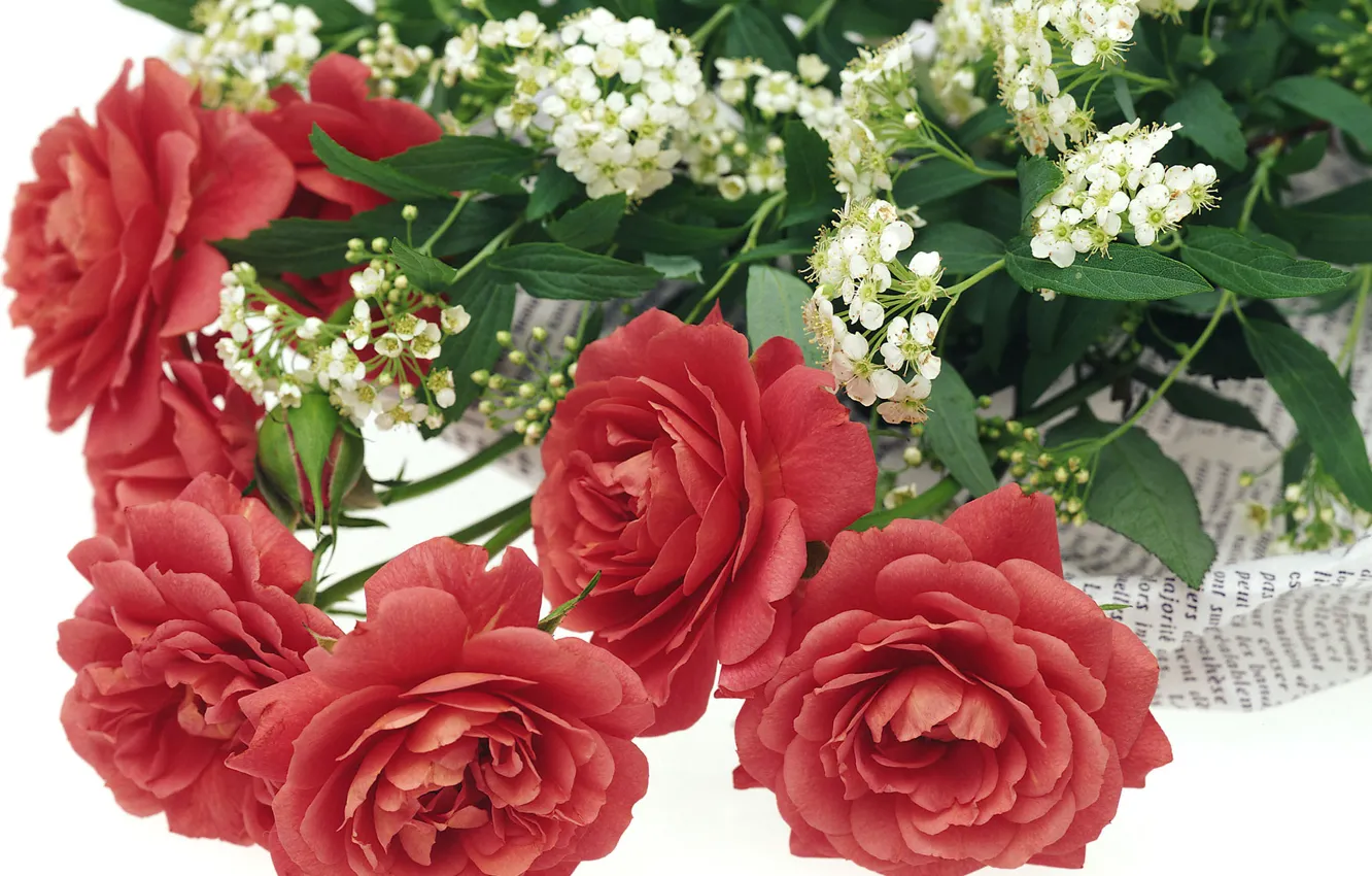 Photo wallpaper flowers, background, roses