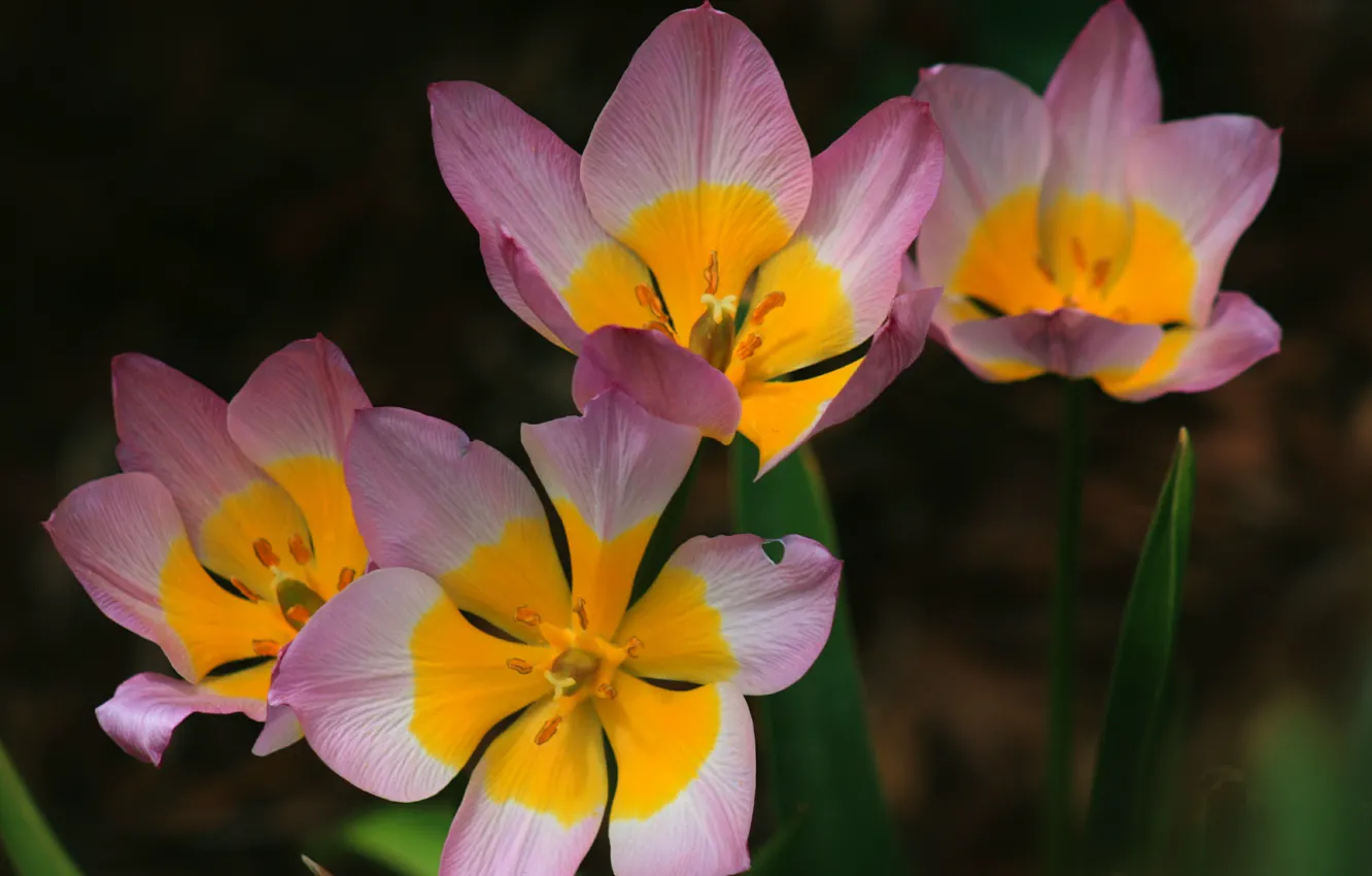 Photo wallpaper flowers, yellow, pink, yellow, pink, flowers