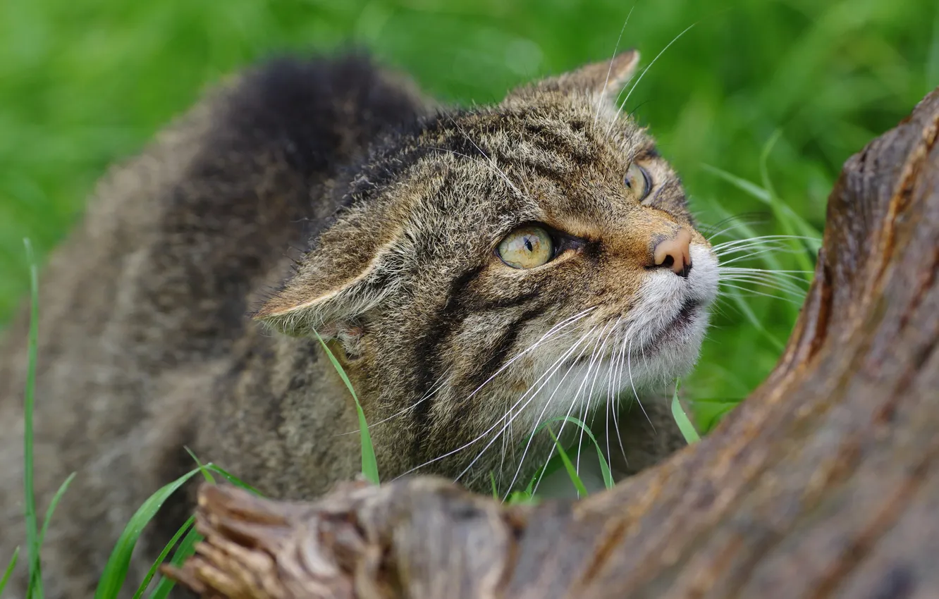 Photo wallpaper look, face, portrait, log, wild cat, looking up