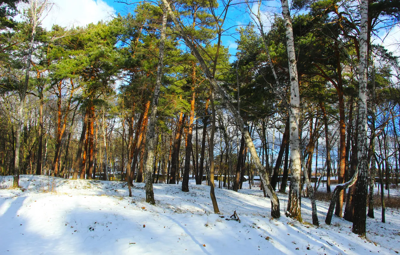 Photo wallpaper forest, park, winter
