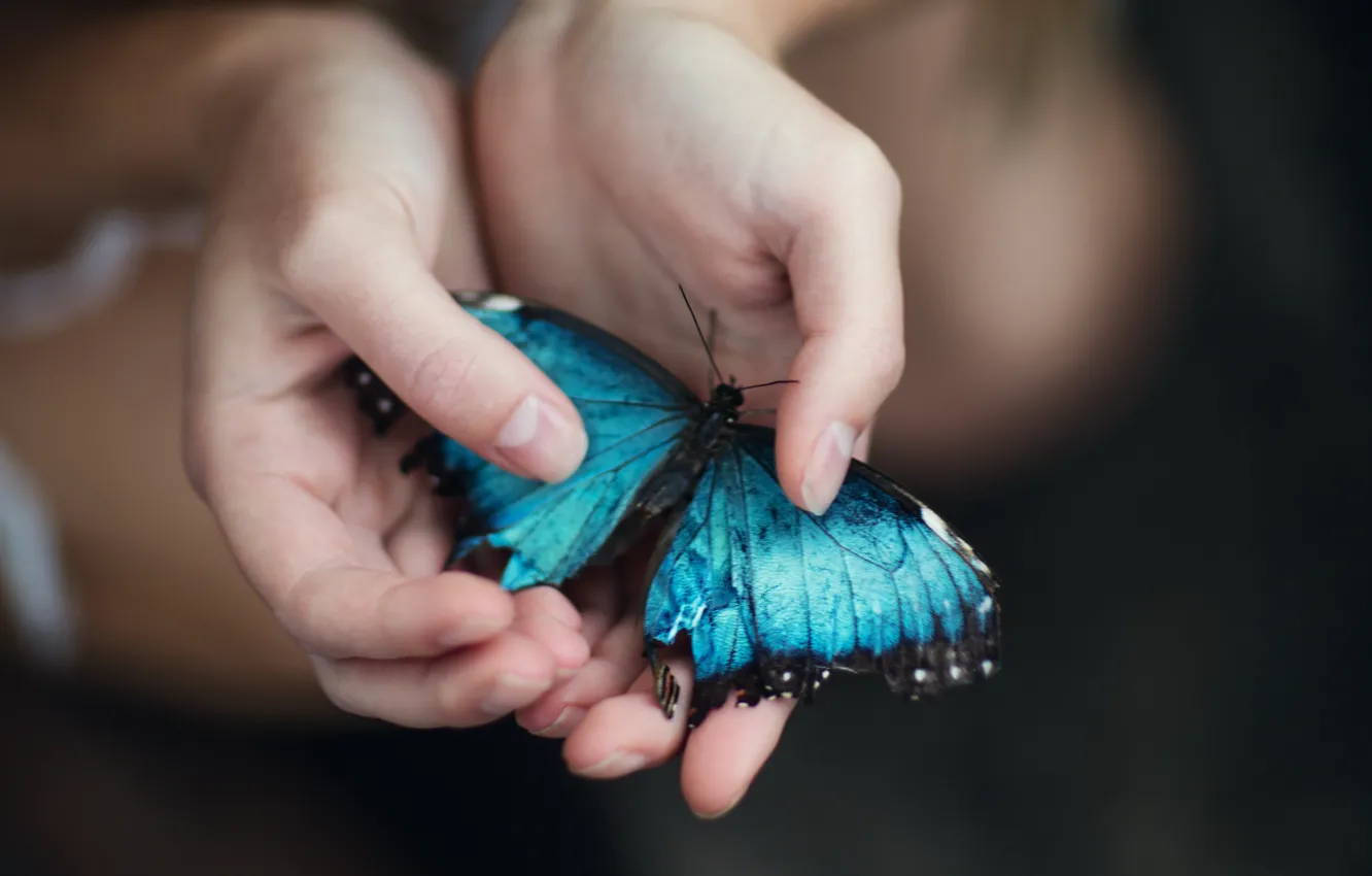 Photo wallpaper butterfly, palm, Jesse Duke, Blue Morpho
