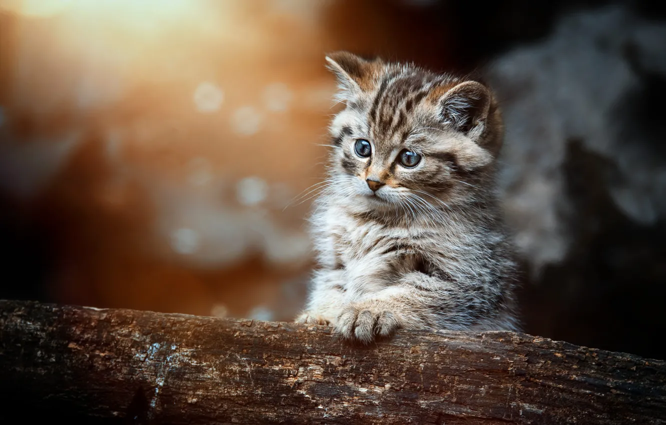 Photo wallpaper cat, cat, look, portrait, log, kitty, face, wild