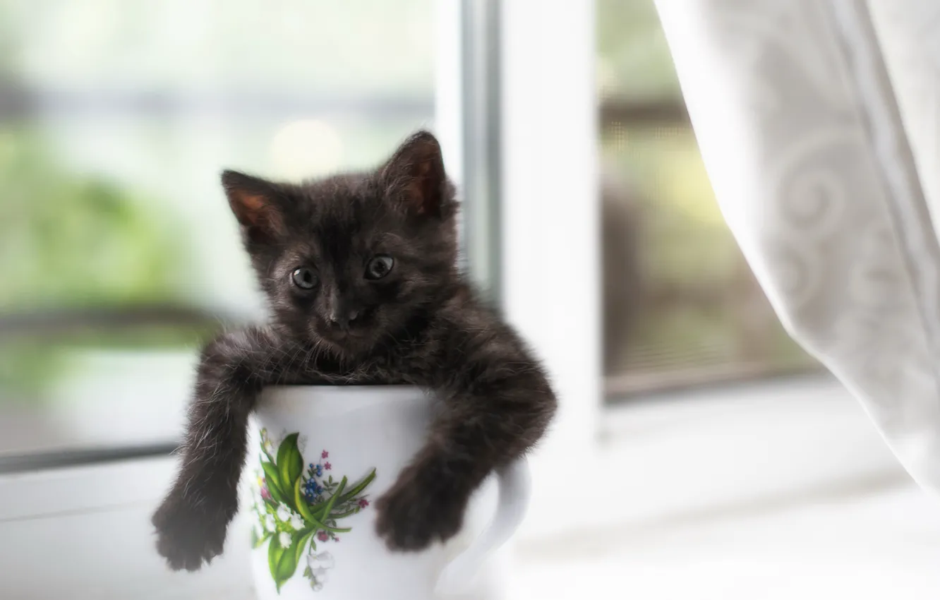 Photo wallpaper cat, house, window, mug