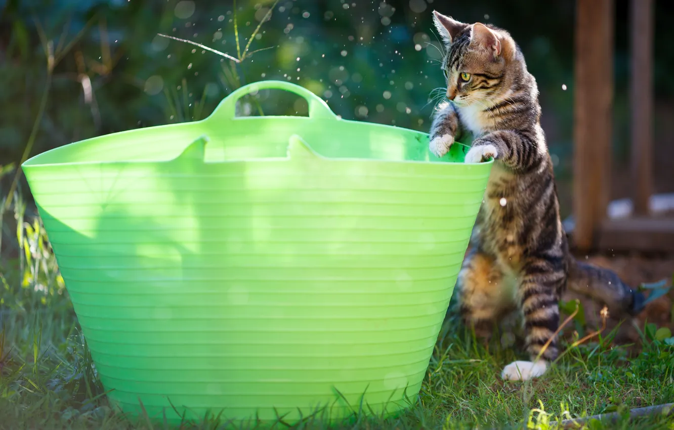 Photo wallpaper summer, pose, garden, kitty, Taz