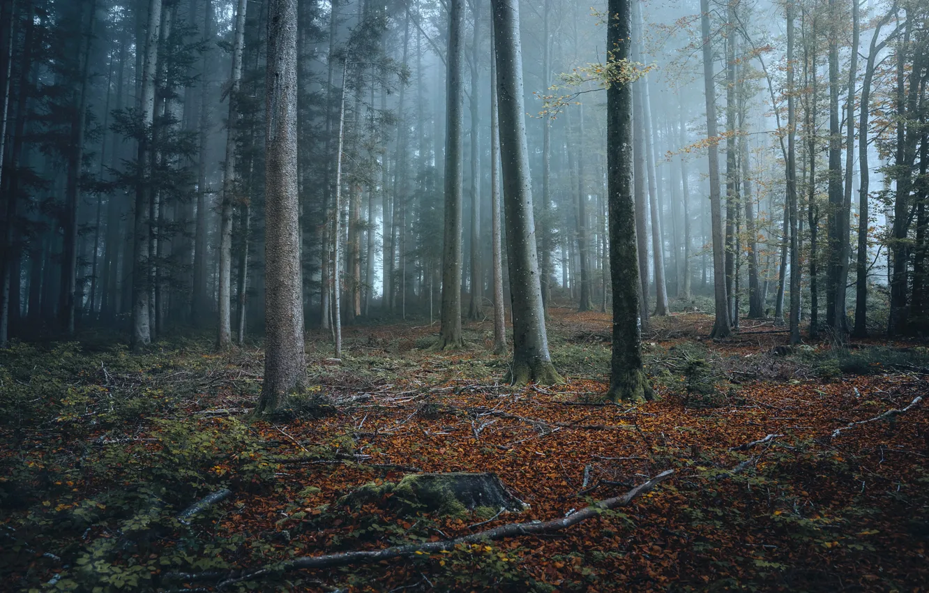 Photo wallpaper forest, trees, fog, trunk