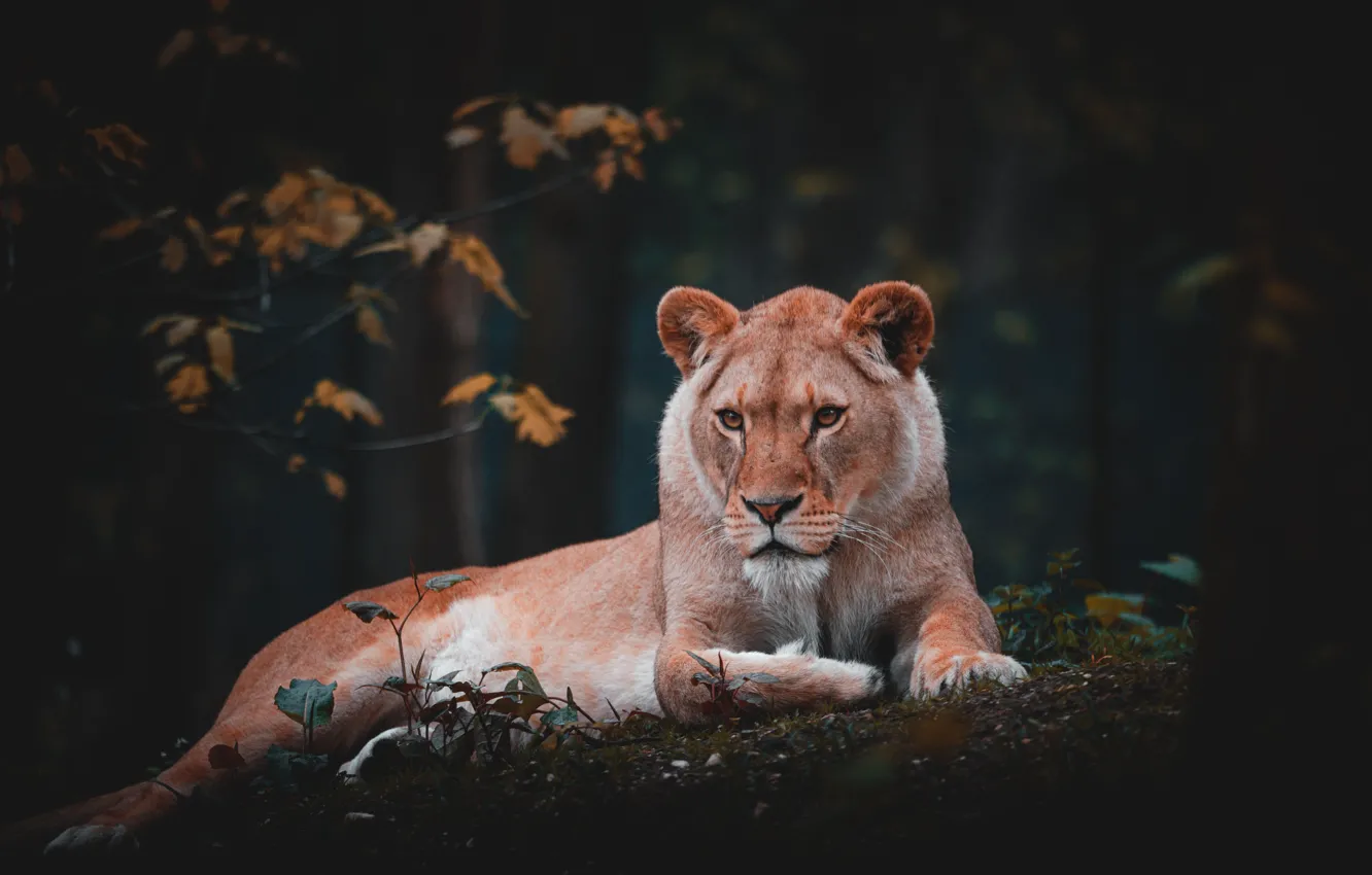 Photo wallpaper lion, animal, wildlife, big cat, liones