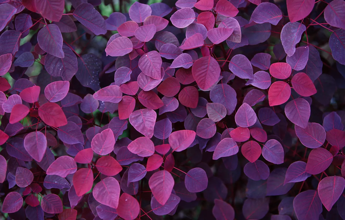 Photo wallpaper autumn, purple, leaves