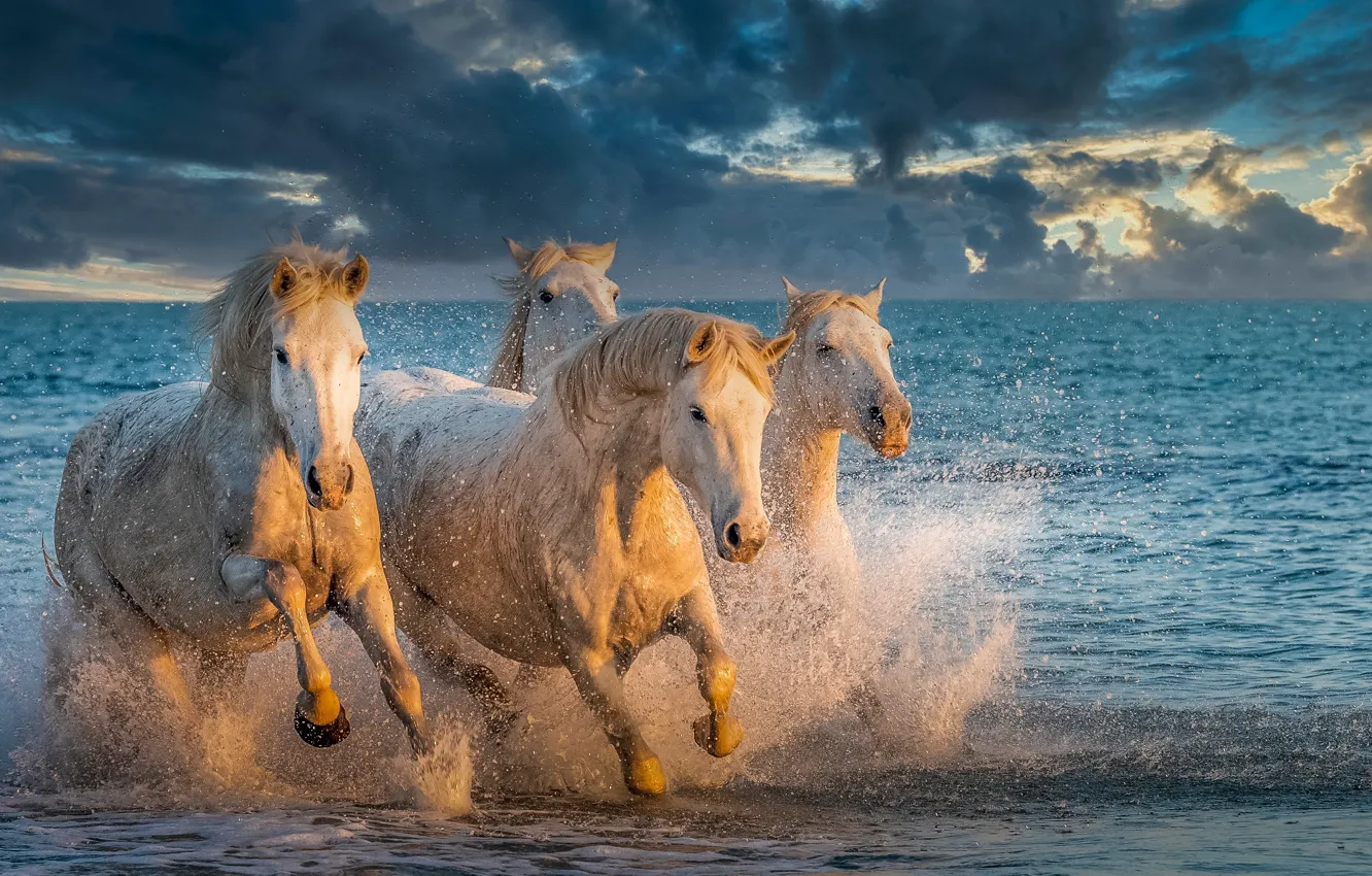 Photo wallpaper sea, squirt, horses, horse