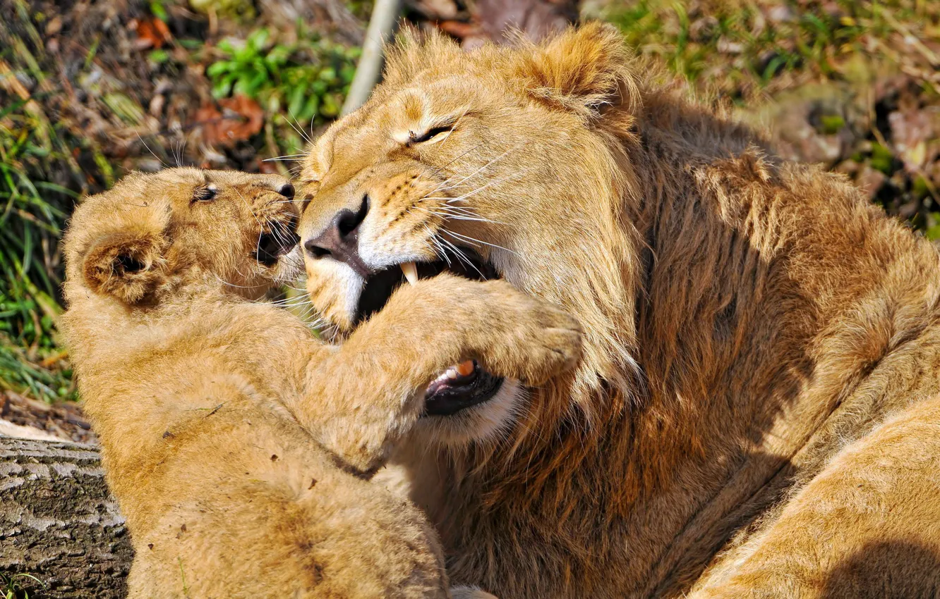Photo wallpaper MOUTH, The GAME, FANGS, LIONS, OFFSPRING, LION
