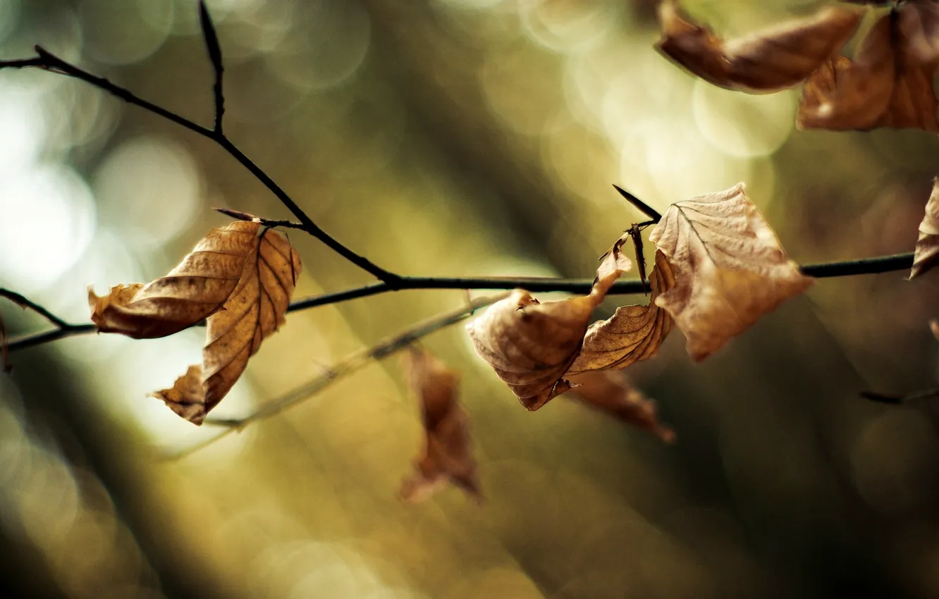 Photo wallpaper leaves, macro, trees, background, tree, widescreen, Wallpaper, blur