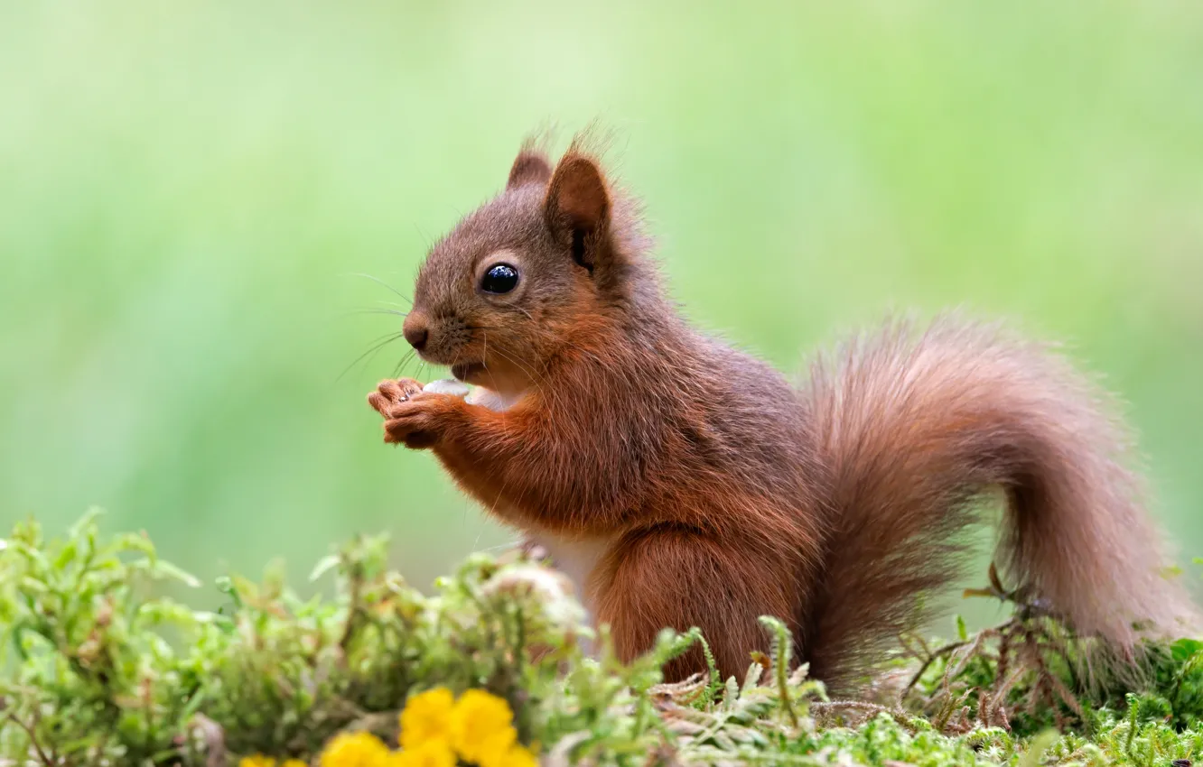 Photo wallpaper look, nature, pose, protein, face