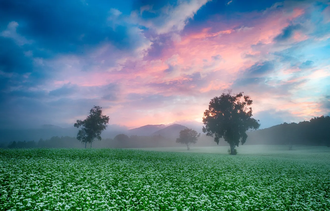 Photo wallpaper field, the sky, trees, fog, morning
