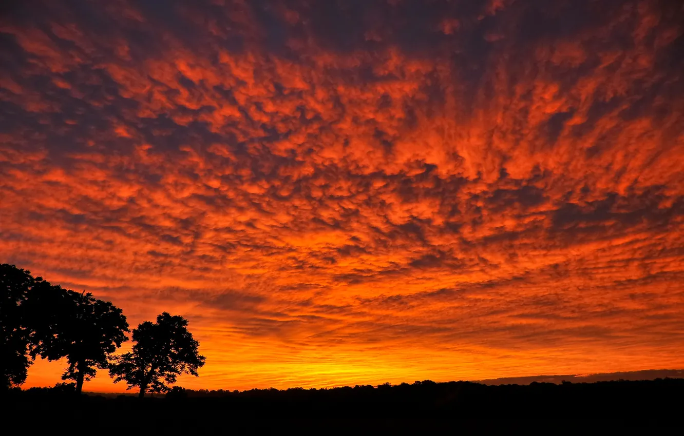 Photo wallpaper the sky, leaves, trees, landscape, sunset, nature, silhouette