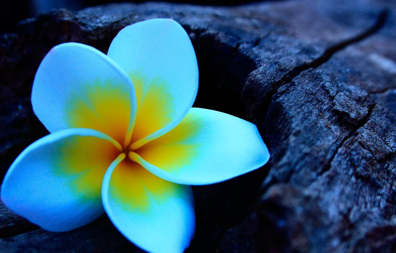 Photo wallpaper flowers, wood, plumeria, frangipani, plumeria
