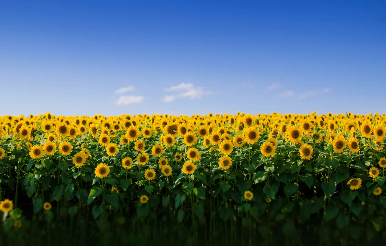 Photo wallpaper field, the sky, sunflower