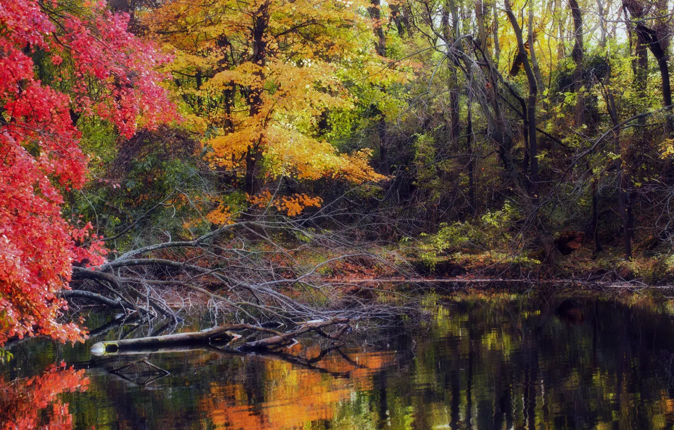 Photo wallpaper pool, water, autumn, fall, foliage, woodland