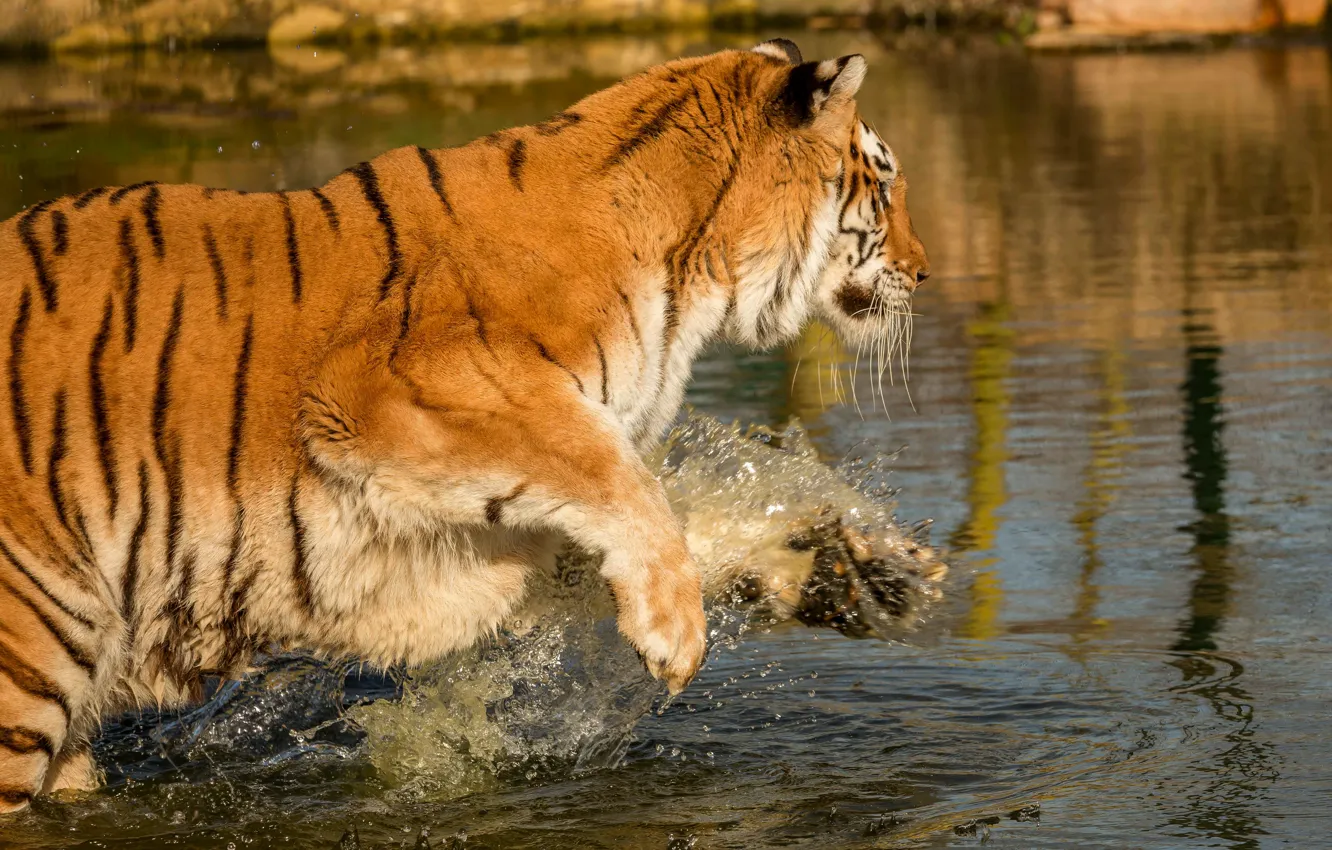 Photo wallpaper water, squirt, nature, tiger, pose, jump, bathing, pond