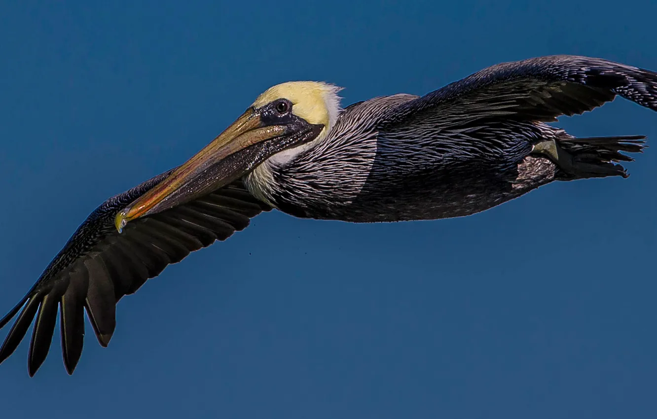 Photo wallpaper flight, bird, wings, beak, Pelican