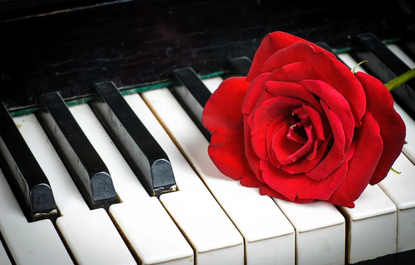 Photo wallpaper red, roses, keys, red, piano, plan, roses