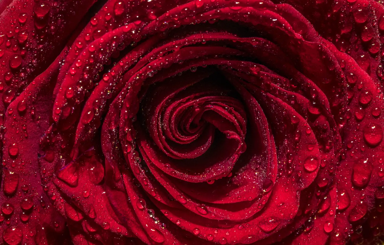 Photo wallpaper drops, macro, red, rose