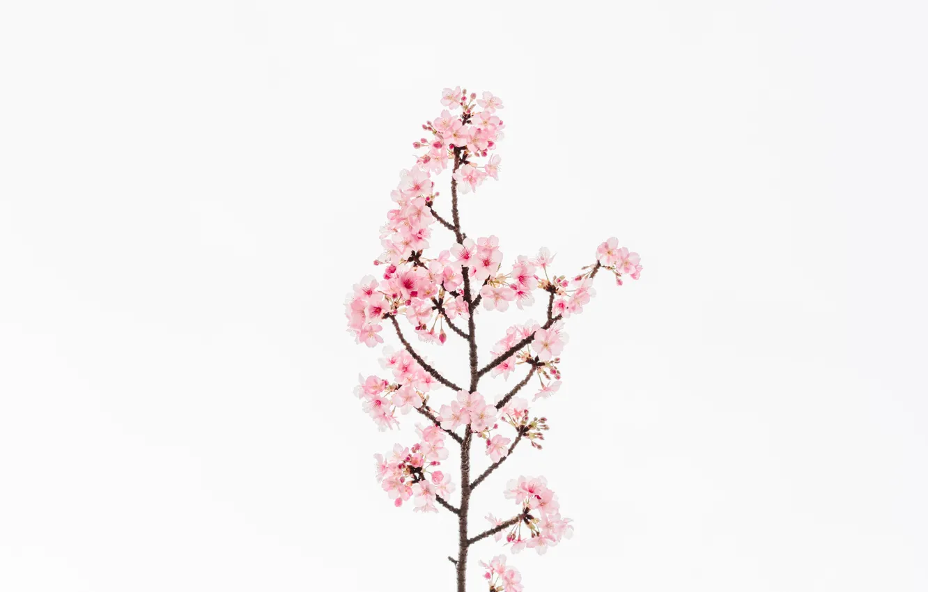 Photo wallpaper flower, flowers, cherry, background, Sakura, flower, flowers, background