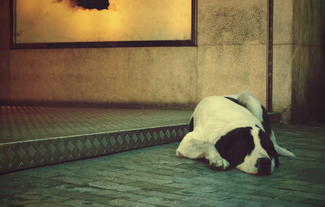 Photo wallpaper loneliness, dog, lies