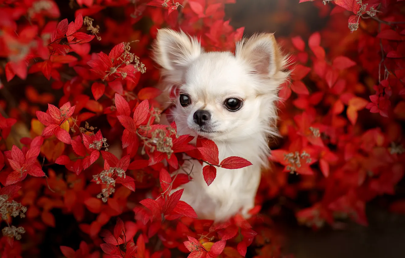 Photo wallpaper look, dog, face, Chihuahua, doggie, dog, Svetlana Pisareva