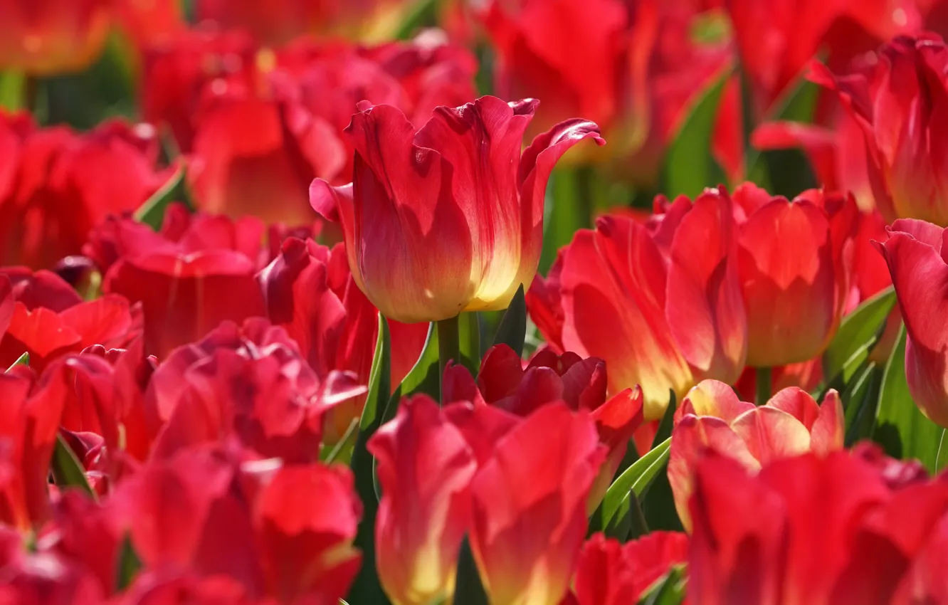 Photo wallpaper macro, red, petals, tulips, al, bokeh
