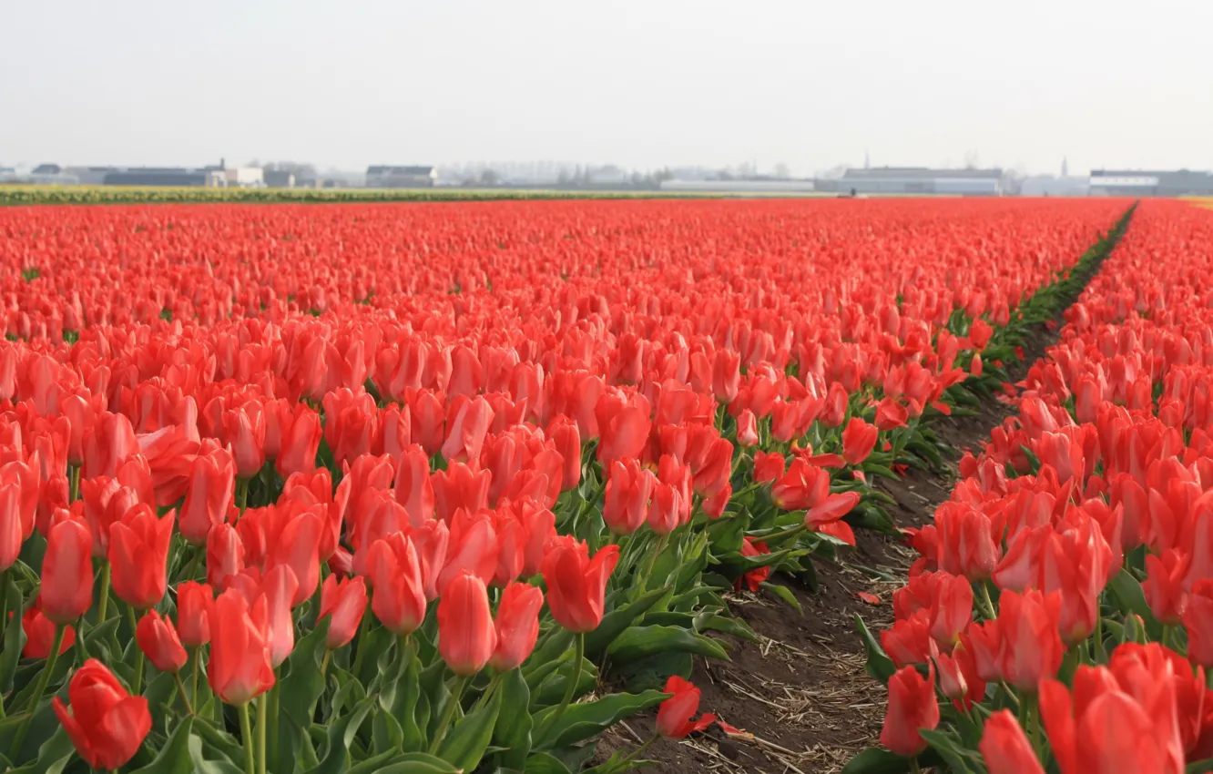 Photo wallpaper field, leaves, flowers, red, earth, building, petals, horizon