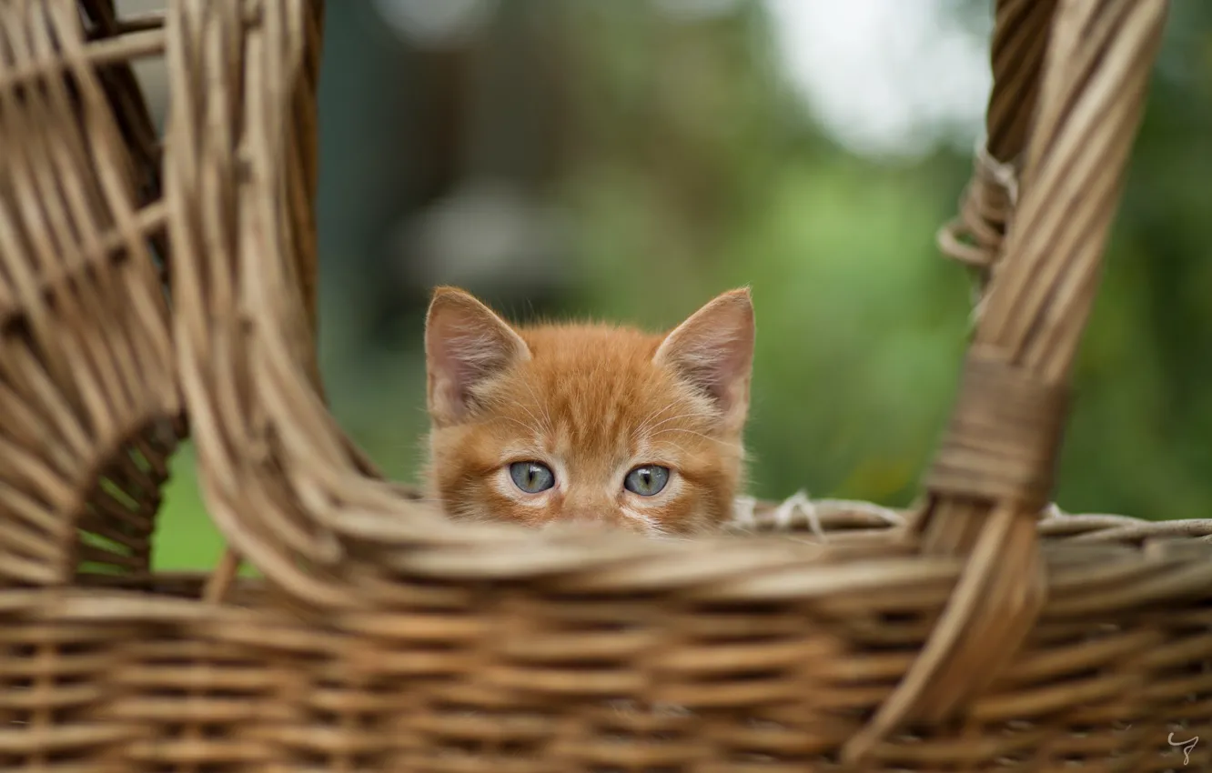 Photo wallpaper animal, basket, head, cub, kitty