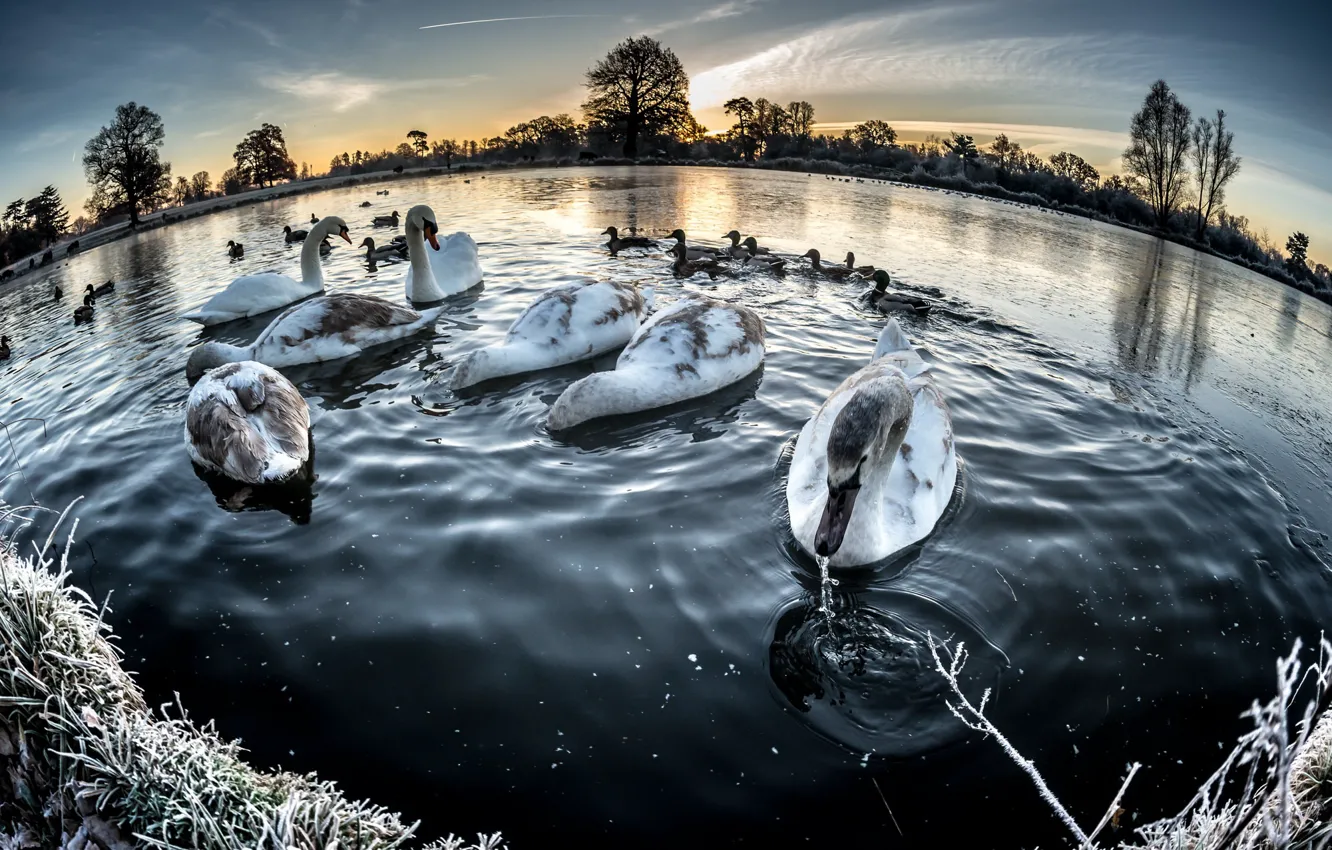 Photo wallpaper winter, lake, swans