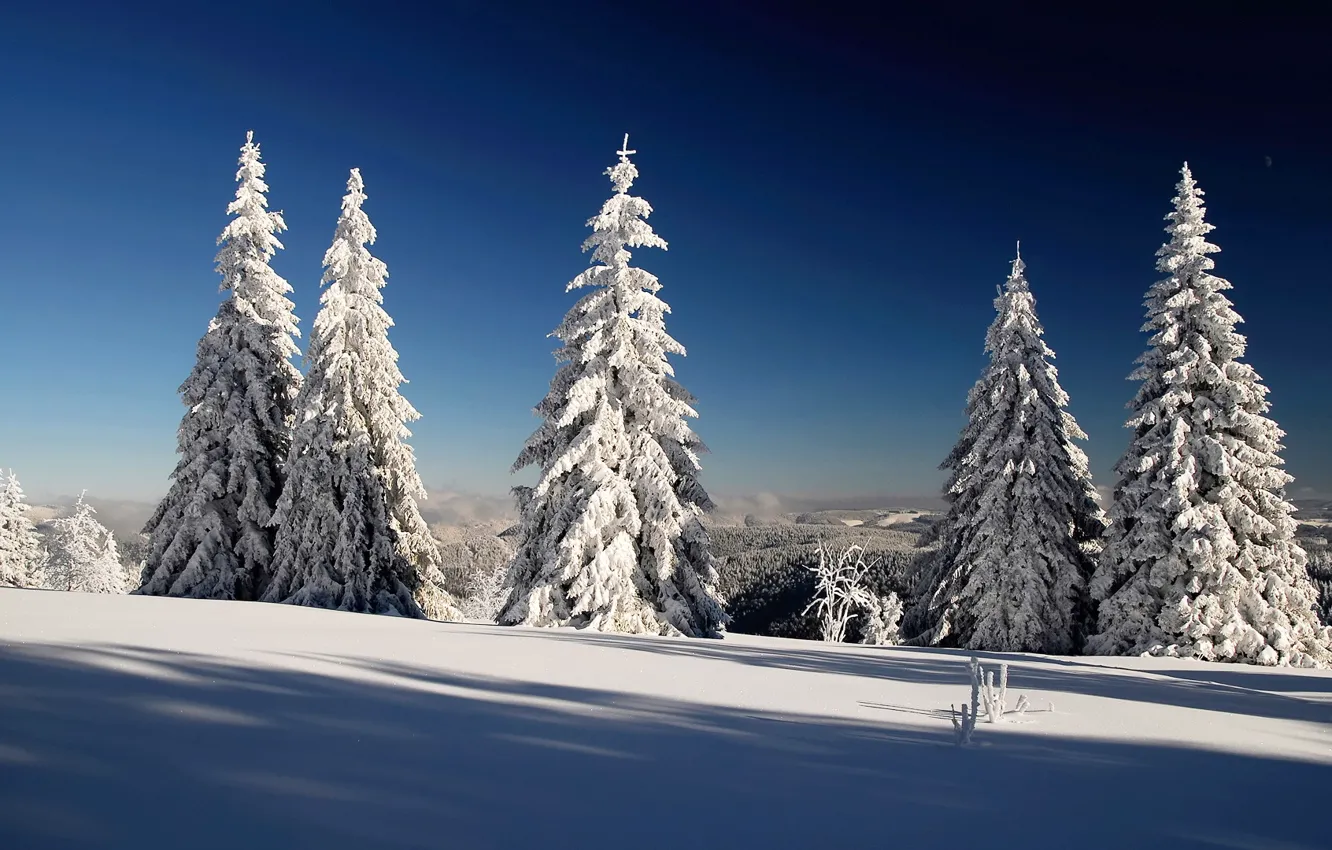 Photo wallpaper winter, the sky, snow, shadow, tree