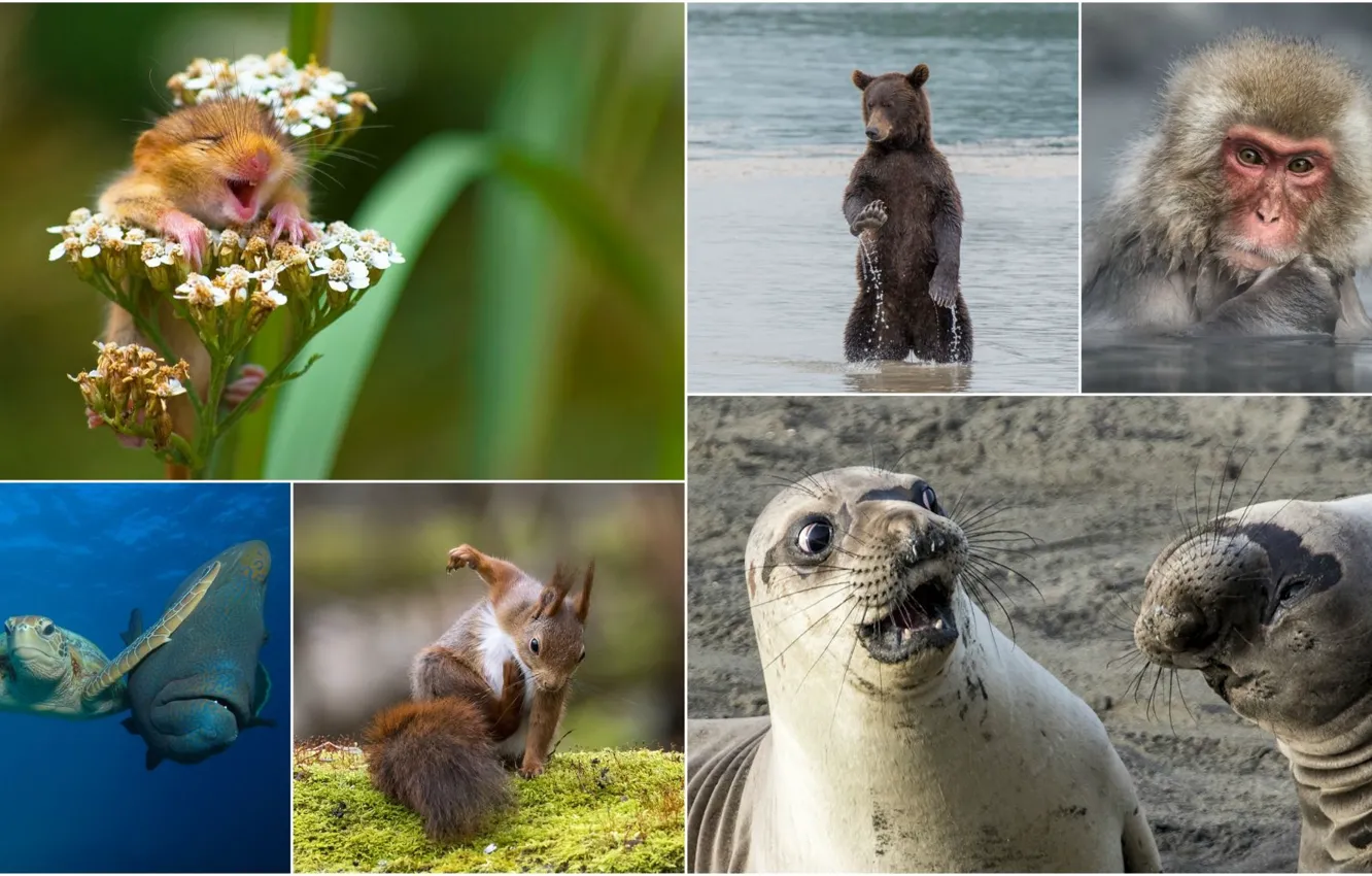 Photo wallpaper animals, wildlife, animal mix, happy animals