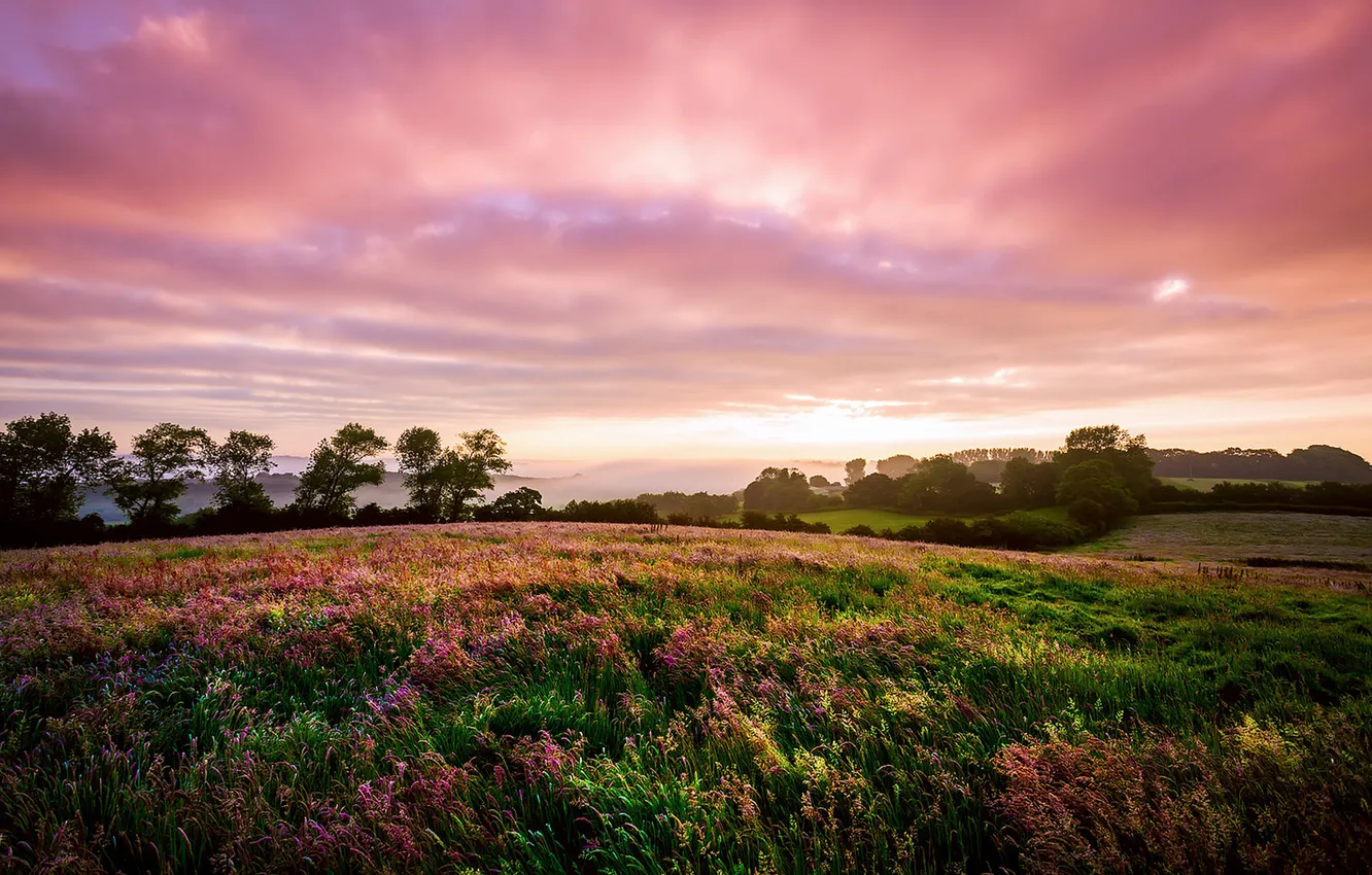 Photo wallpaper field, grass, clouds, sunset, flowers, nature, England, meadow