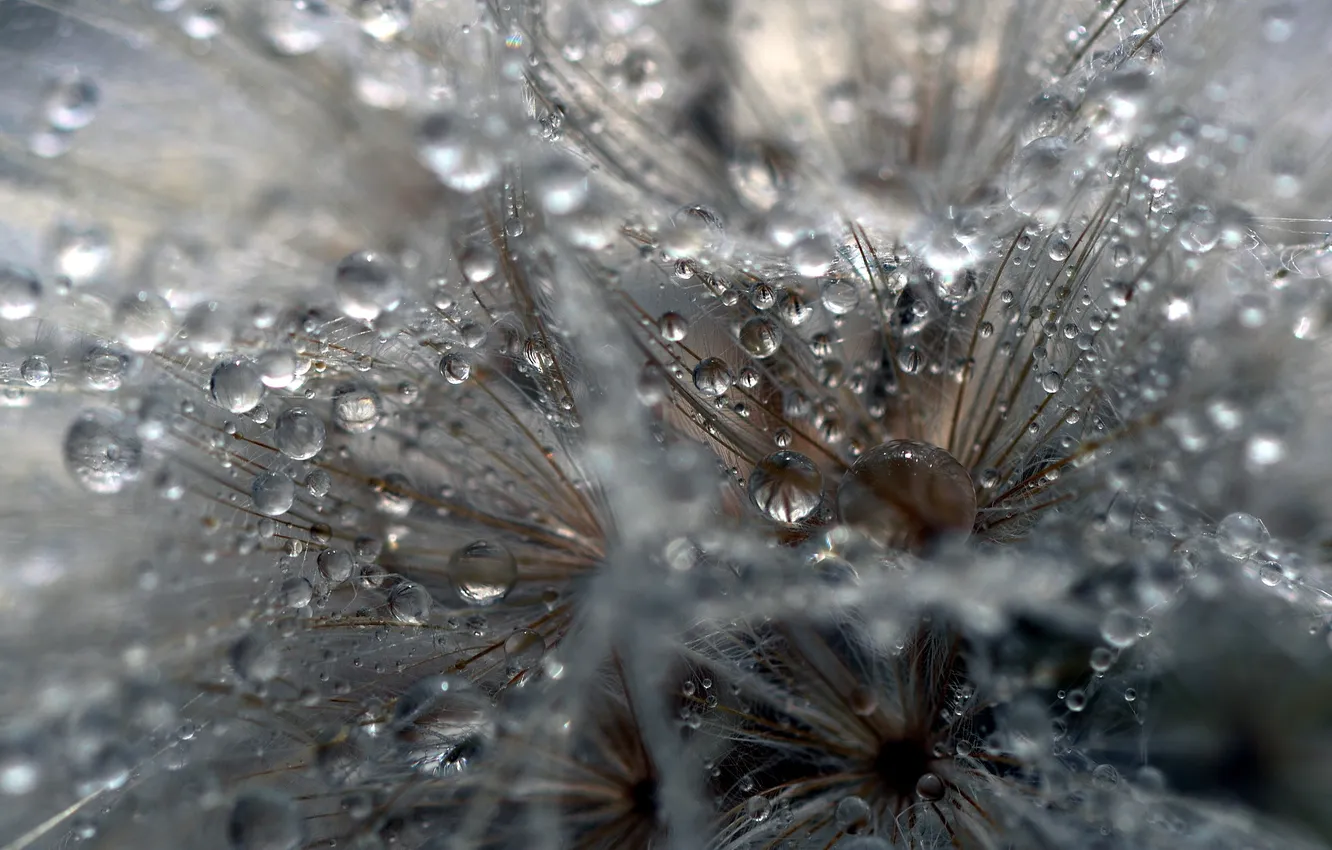 Photo wallpaper drops, macro, flowers