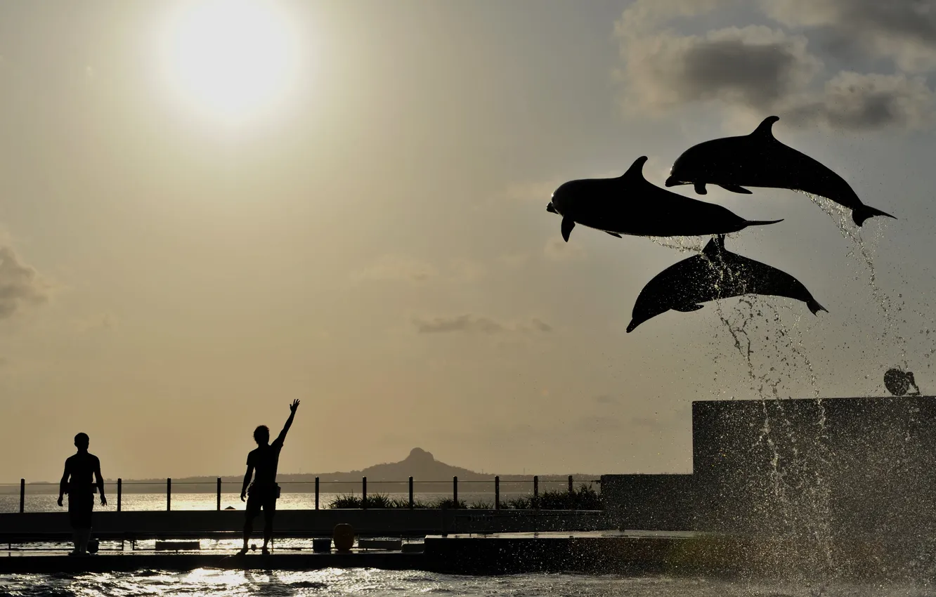 Photo wallpaper water, squirt, mood, jump, people, silhouette, dolphins