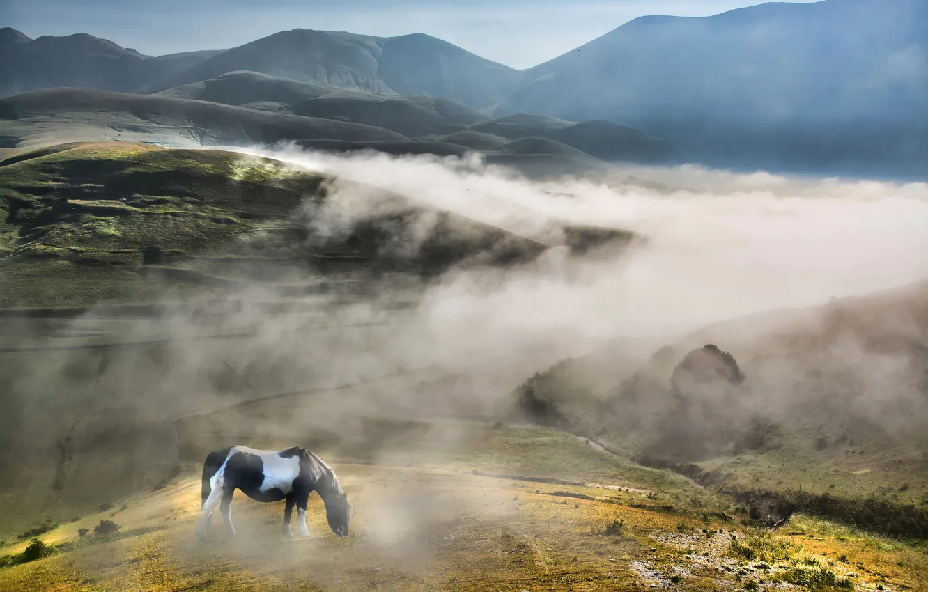 Photo wallpaper field, the sky, trees, fog, hills, horse, morning, Italy