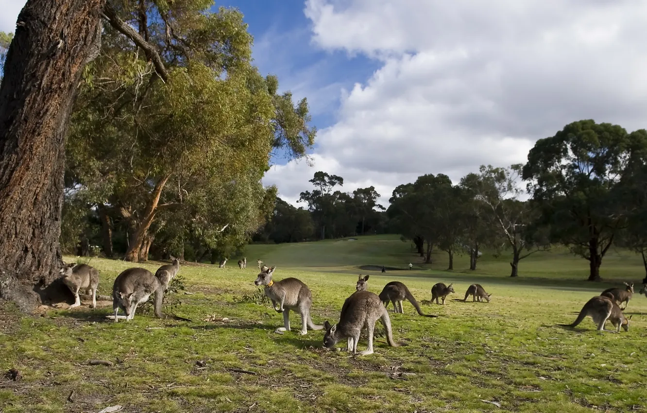 Photo wallpaper nature, Park, kangaroo