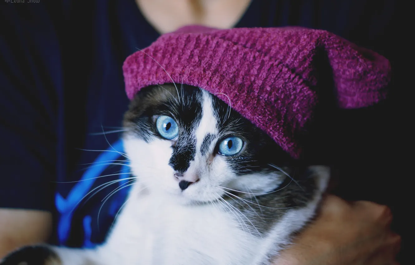 Photo wallpaper cat, look, cap, blue-eyed
