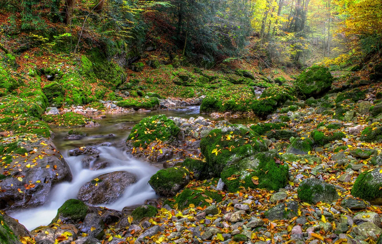 Photo wallpaper autumn, forest, leaves, river, stones, moss, stream