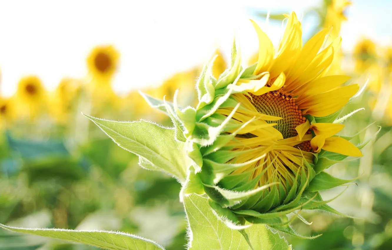 Photo wallpaper leaves, sunflowers, yellow, plant, Sunny day