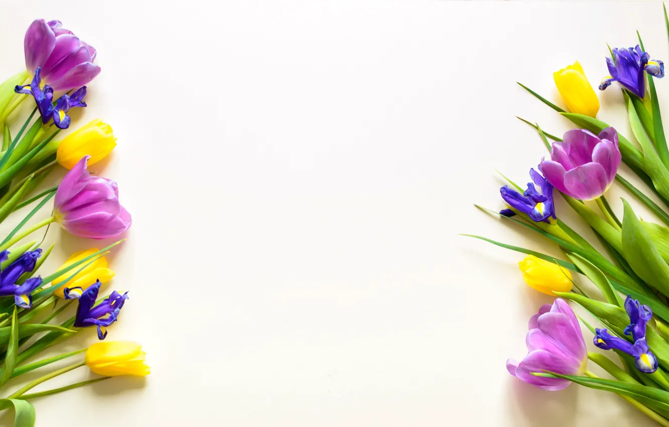 Photo wallpaper flowers, yellow, purple, tulips, fresh, yellow, flowers, beautiful