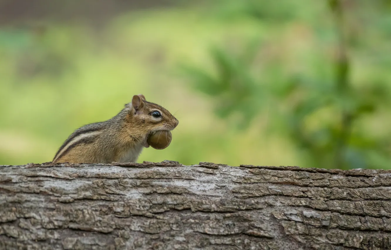 Photo wallpaper trees, nature, background, Chipmunk, log, nuts, bokeh, mining