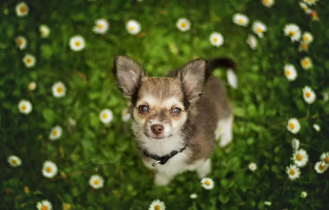 Photo wallpaper look, flowers, dog, face, bokeh, doggie, Chihuahua, dog
