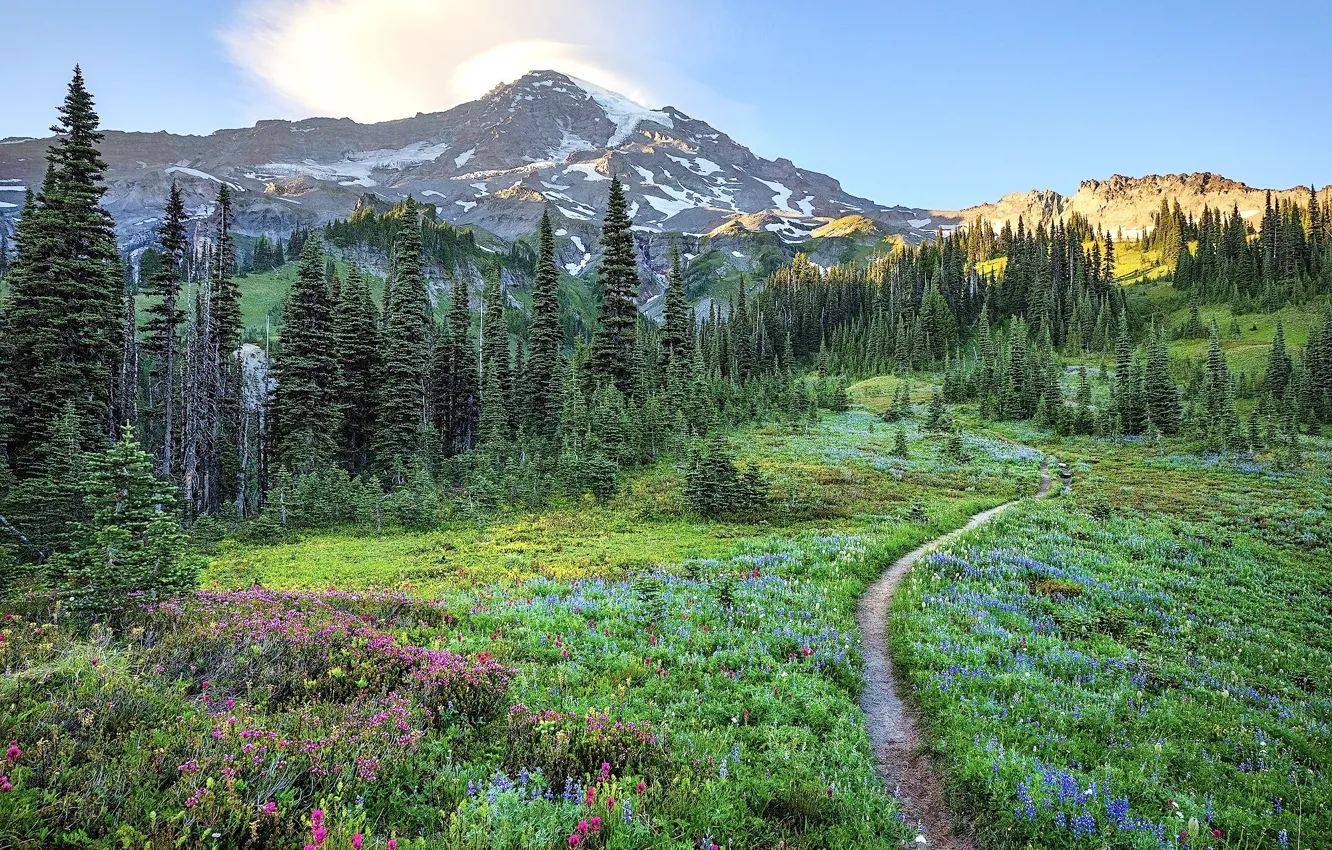 Photo wallpaper road, forest, flowers, mountains, meadow
