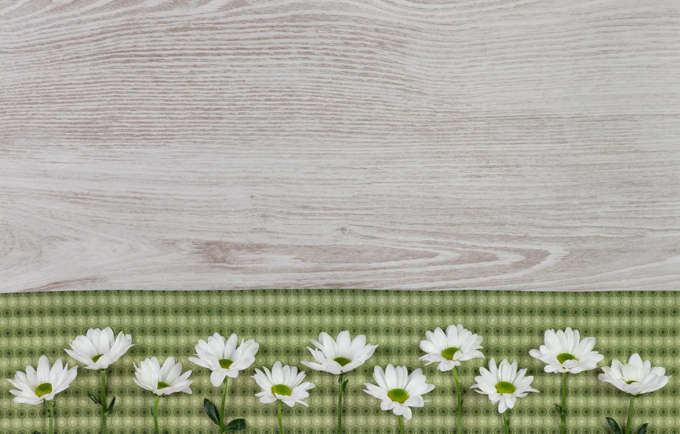 Photo wallpaper flowers, background, fabric, chrysanthemum