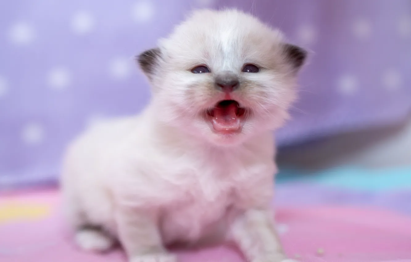 Photo wallpaper language, cat, white, pose, sweetheart, blur, baby, kitty