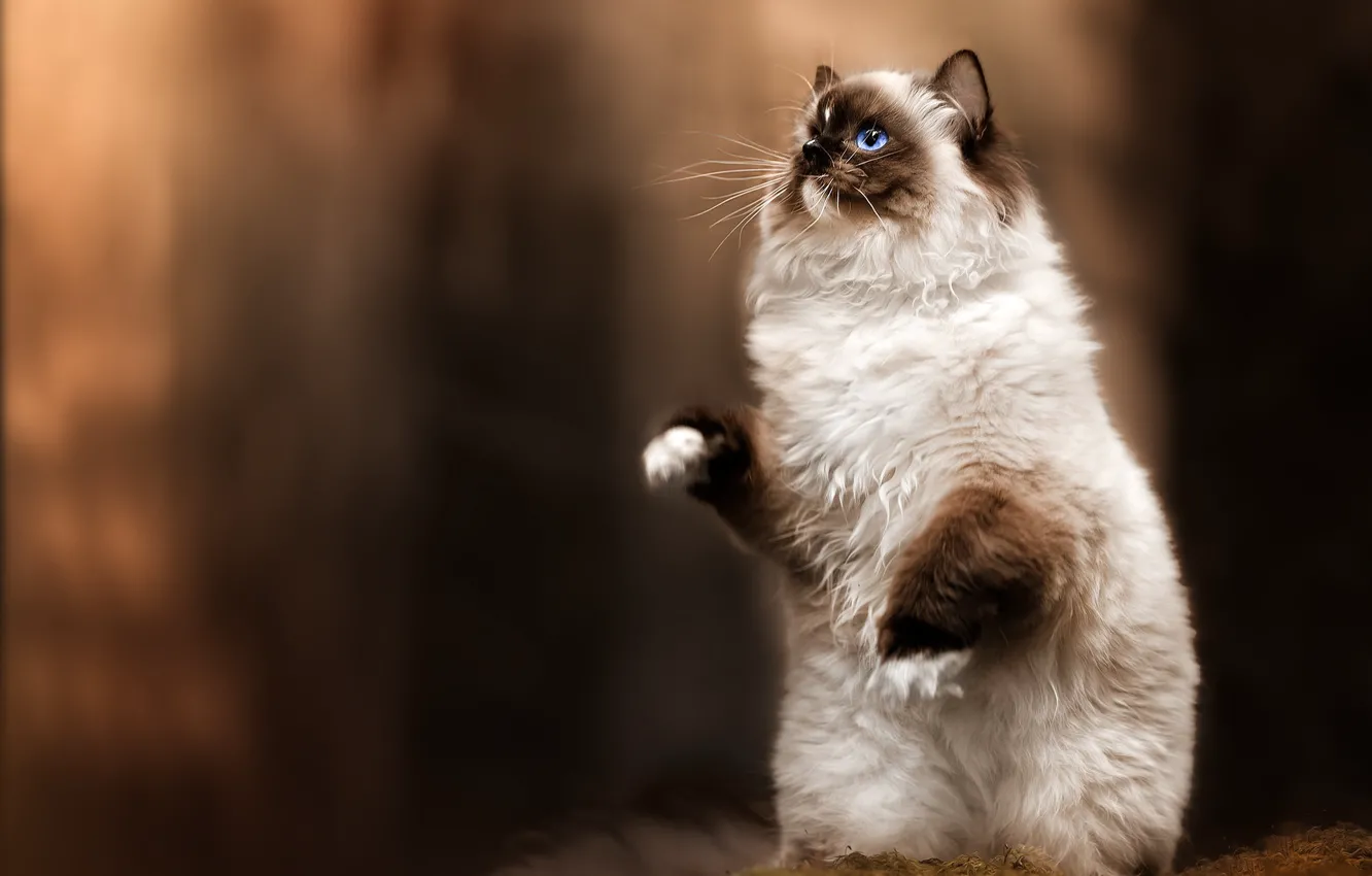 Photo wallpaper cat, cat, nature, legs, stand, bokeh, Ragdoll